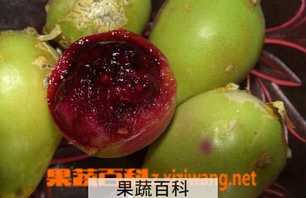 果蔬百科仙人掌果的功效与作用