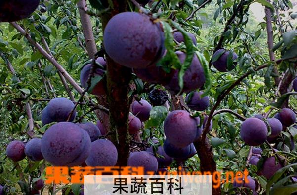 果蔬百科黑布林的营养价值与吃法