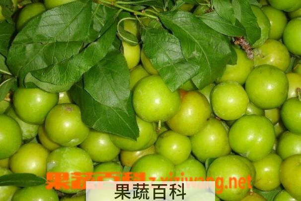 果蔬百科青李子的功效与作用