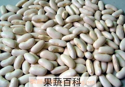白芸豆的功效与作用 白芸豆的禁忌