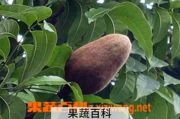 果蔬百科向天果的功效与作用