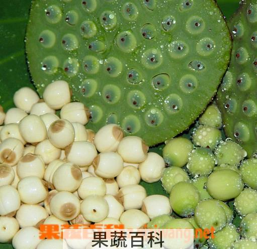 果蔬百科莲子的功效与作用