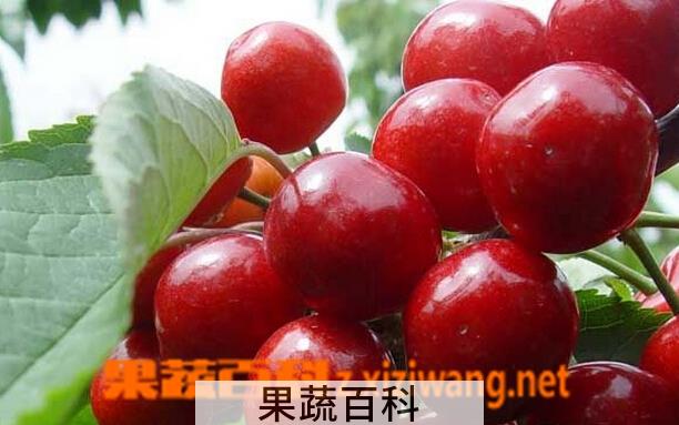 果蔬百科车厘子的吃法大全