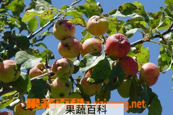 果蔬百科新疆野苹果的功效与作用