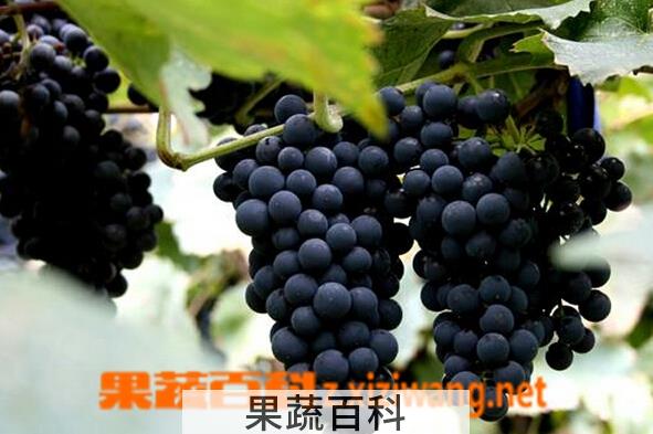 果蔬百科山葡萄的功效与作用