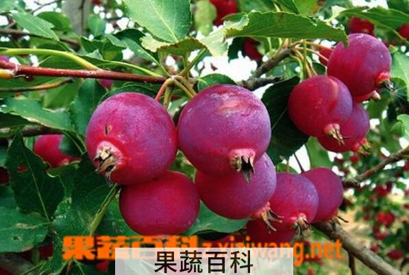 果蔬百科海红果的功效与作用