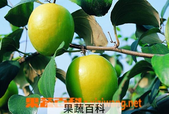 果蔬百科青枣的营养价值与吃法