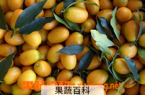 果蔬百科金枣的功效与作用