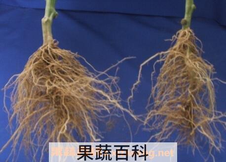 指天椒根的功效与作用