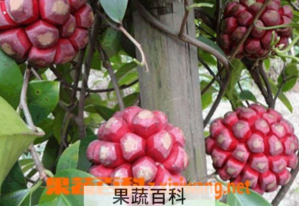 果蔬百科布福娜的功效与作用