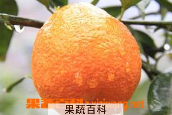 果蔬百科黄果的功效与作用