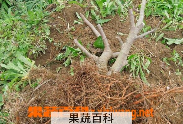 果蔬百科无花果根的功效与作用