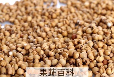 炒薏仁米的功效与作用及食用方法