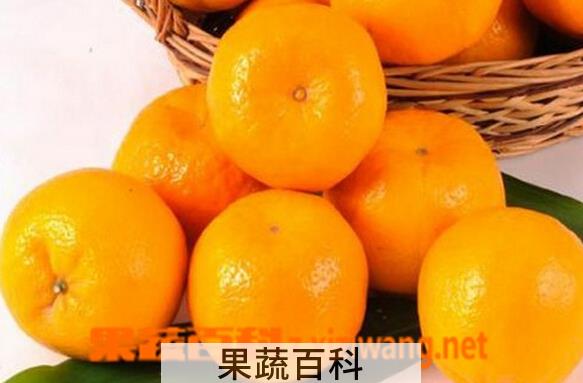 果蔬百科芦柑的营养价值与食疗功效