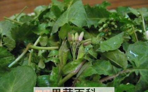 野油菜如何吃 野油菜的食用方法