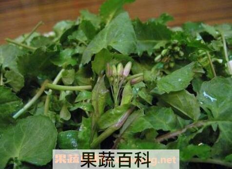 野油菜的食用方法