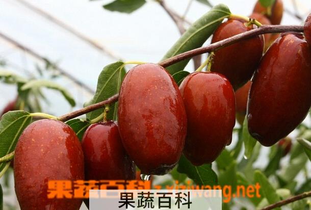果蔬百科女人吃枣的好处有哪些