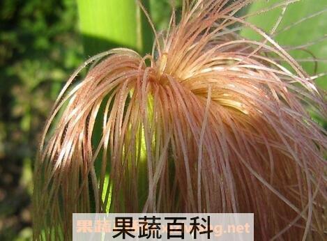 玉米须的功效与作用