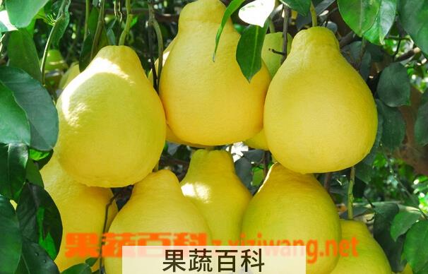 果蔬百科柚子能让你远离疾病