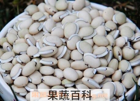 白扁豆药用价值