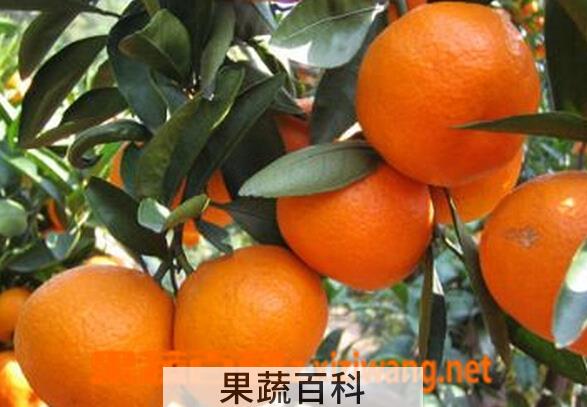 果蔬百科吃什么水果防秋燥