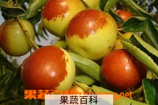 果蔬百科冬枣的功效与作用