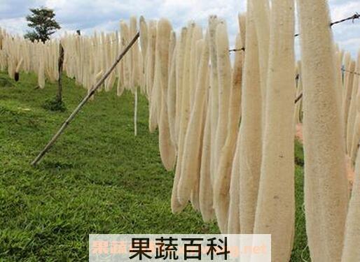 丝瓜络的功效与作用