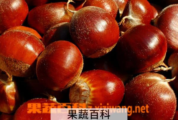 果蔬百科板栗的营养价值