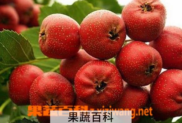 果蔬百科山楂的营养价值与功效