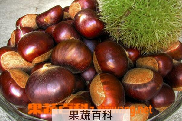 果蔬百科板栗的营养价值与功效