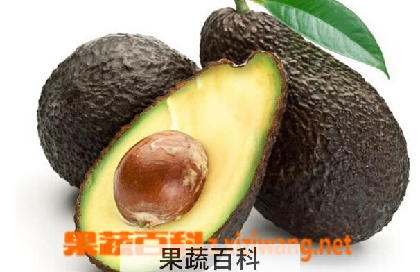 果蔬百科牛油果的营养价值与食用功效