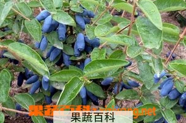 果蔬百科蓝靛果的功效与作用