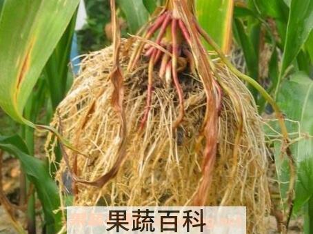 玉米根的功效与作用及食用方法