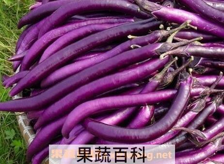 长紫茄子的功效与作用