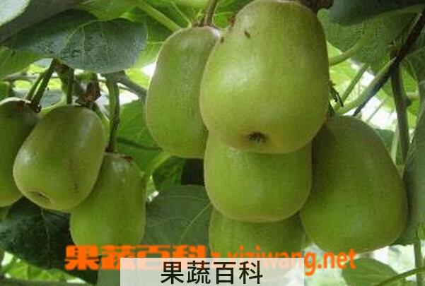 果蔬百科减肥果的功效与作用