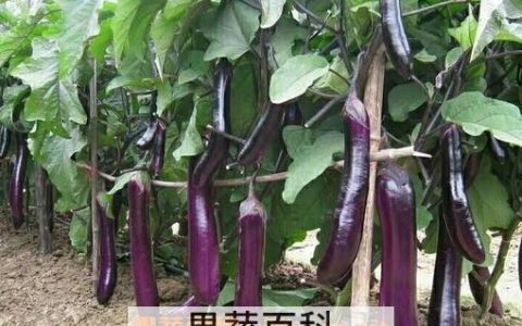 紫茄子根的功效与作用图片 紫茄子根的功效与作用及禁忌