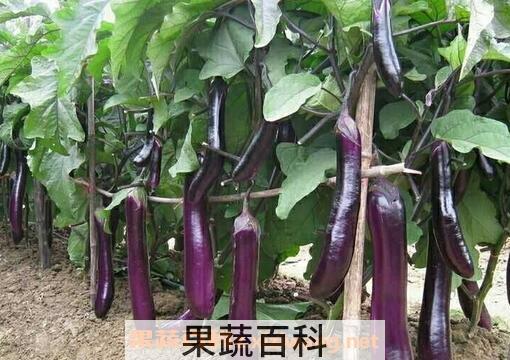 紫茄子根的功效与作用