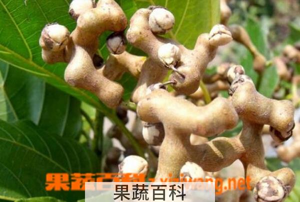 果蔬百科拐枣的营养价值