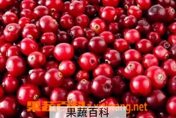 果蔬百科蔓越莓的功效与作用