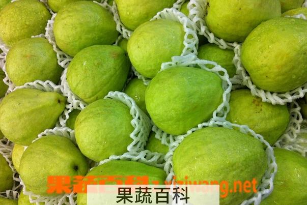 果蔬百科芭乐的营养价值与功效