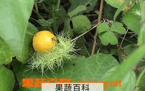 龙珠果的功效与作用,龙珠果的副作用 龙珠果有什么功效