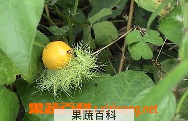 果蔬百科龙珠果的功效与作用