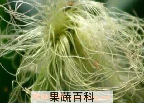 荷叶玉米须功效与作用
