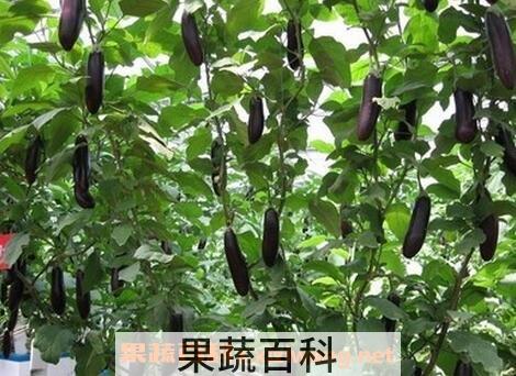 长茄子的功效与作用