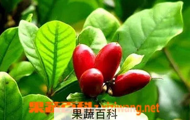 果蔬百科神秘果怎么吃