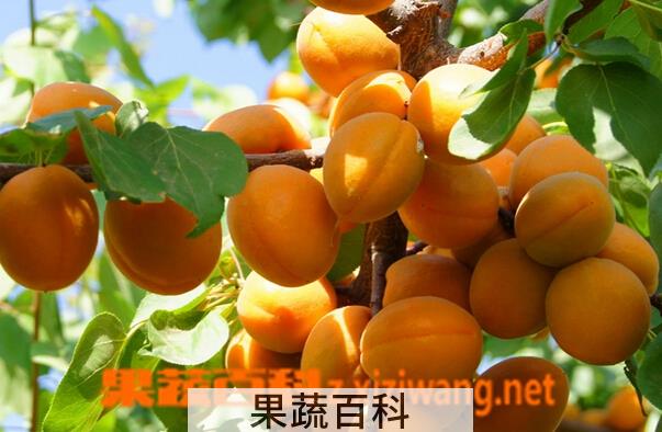 果蔬百科杏的功效与作用