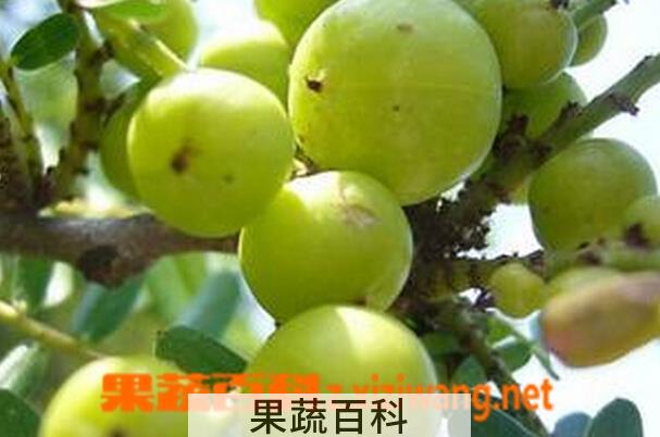 果蔬百科余甘果的功效与作用