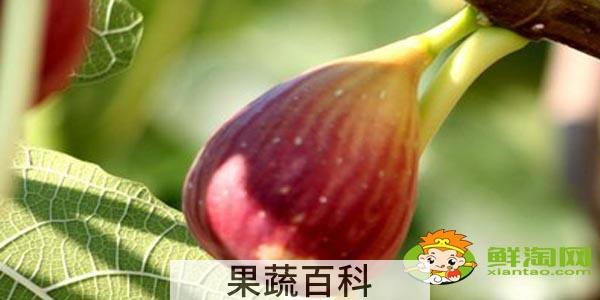新鲜无花果怎么吃最多吃几个，小孩可以吃新鲜无花果吗