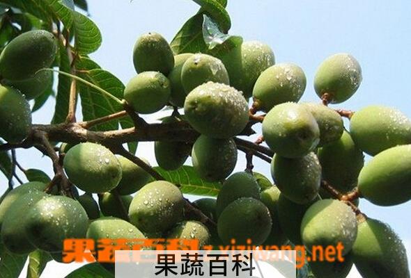 果蔬百科橄榄的功效与作用