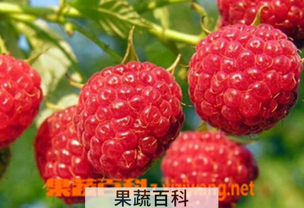 果蔬百科蛇莓有毒吗